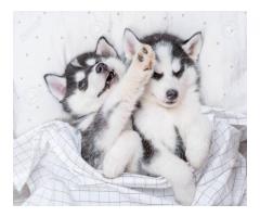 Lindos cachorros de Husky para tu hogar