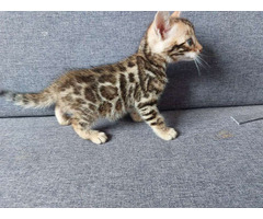 Mini gatos bengalí leopardo con papeles !!!