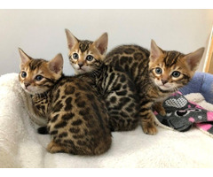 Mini gatos bengalí leopardo con papeles !!!