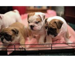 Inglés bulldogs cachorros para adopción