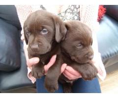 Labrador retriever cachorros de chocolate para la adopción