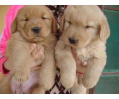 Gratis Golden retriever cachorros son veterinario