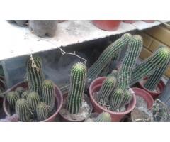 VENDO, CACTUS Y ALOE VERA