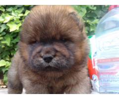 Cachorros Chow Chow