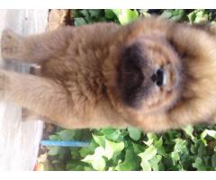 Cachorros Chow Chow