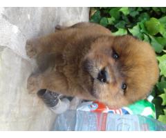 Cachorros Chow Chow