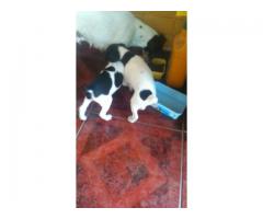 VENDO PERRITO HERMOSO FOX TERRIER MUY INTELIGENTE