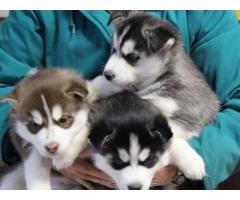 Regalo Husky Siberiano cachorros con ojos azules