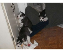 3 cachorros huskies en adopcion