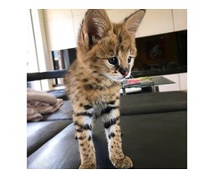 Savannah y caracal, ocelot con serval disponible