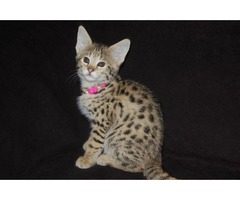 Savannah y caracal, ocelot con serval disponible