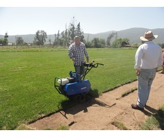 pasto alfombra  verde todo el año