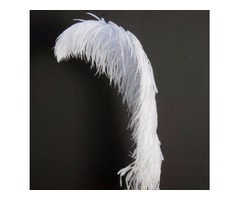 Venta de plumas de avestruz para la decoración de fiestas, trajes de carnaval y muchos otros