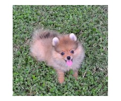 12 semanas cachorros pomeranian para la adopción