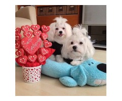 Maravillosos cachorros Bichon Maltes cachorros mini toy Providencia