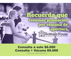 Clinica Veterinaria Animal's House