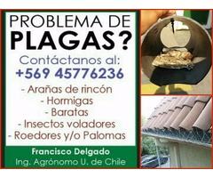 Fumigaciones y trampas contra ratones