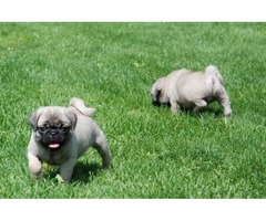 Cachorros pug inteligentes y cariñosos