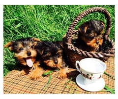 Cachorros terrier Yorkshire terrier pequeño