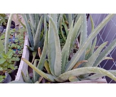 Aloe Vera gran medicinal de flor amarilla