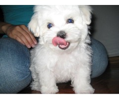 Adorable cachorro Shih Tzu para adopción-11 semanas de edad