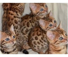 macho y hembras gatitos del bengales