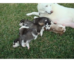 lindos machos y hembras Husky Siberiano