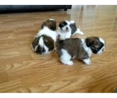 Dulce y atrevida Bichón Habanero shih tzu cachorros disponibles para adopción.