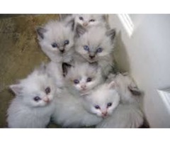 Son gatitos Ragdoll muy limpios y sanos