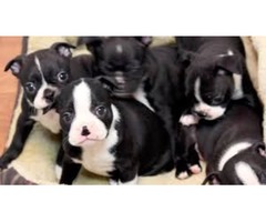 boston terrier cachorros macho y hembra