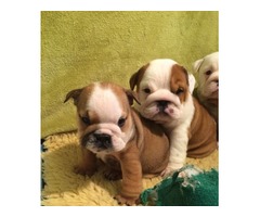 Bulldogs ingleses para adopción