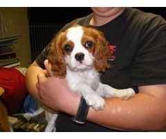 Cachorros para la venta King Charles Spaniel