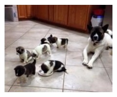  Cachorros para la venta Akita