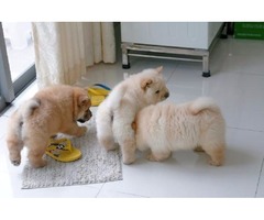 Cachorros para la venta Chow Chow