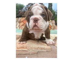  Cachorros Bulldog Inglés