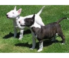  Cachorros para la venta Bull Terrier