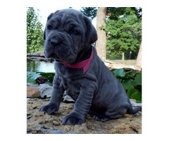 Cachorros para la venta Bullmastiff