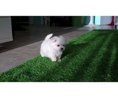 Regalo camada de bichon maltes de dos meses de edad en adopcion