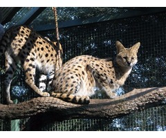 f2 sabana Ocelot, Caracal y Serval gatitos para la venta