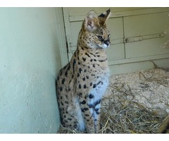 f2 sabana Ocelot, Caracal y Serval gatitos para la venta