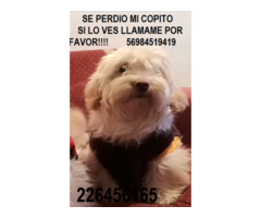 SE EXTRAVIÓ MI PERRITO COPITO Y SUFRIMOS MUCHO, AYÚDAME A DIFUNDIR