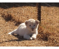 Cachorros de tigre blancos asequibles, cachorros de león, gatito Ocelot, gatito Savannah en venta
