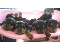 VENDO HERMOSOS CACHORROS ROTTWAILERS