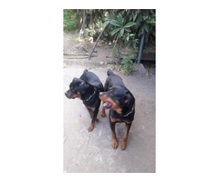 VENDO HERMOSOS CACHORROS ROTTWAILERS