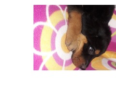 VENDO HERMOSOS CACHORROS ROTTWAILERS