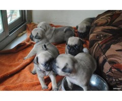 Impresionante camada de cachorros puras de pug