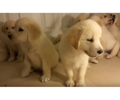 cute golden retriever puppies for sale