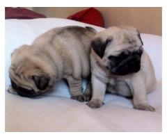 Hermosos cachorros pug