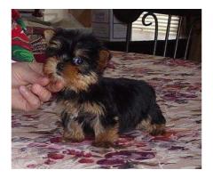 Yorkie Terrier cachorros en adopción