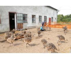 Pollos de avestruz saludables y huevos de avestruz fértiles para la venta